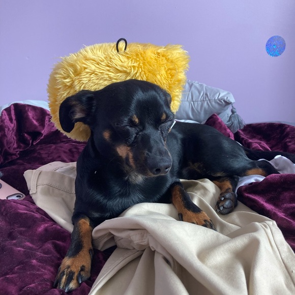 Meet your Posher, Jaquira - Picture 1 of 2